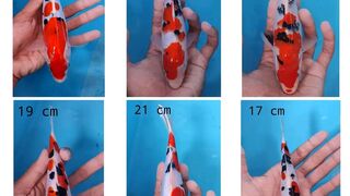 build a koi fish pond 3 meters long, 2.5 meters wide and 5 meters deep