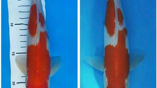 the most expensive koi fish