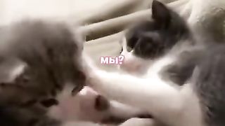 My pet