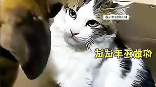 #Conflict between cats and dogs.