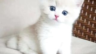 cute cats