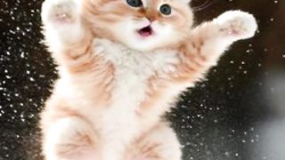 wow cats