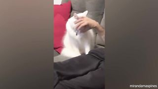 Cats would like to play