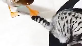 cat vs duck