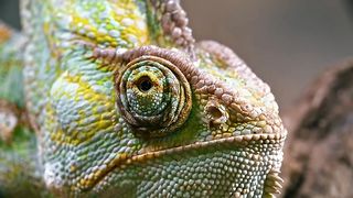 wildlife