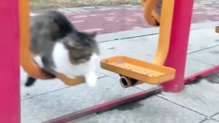 The Cat is Training Intensively