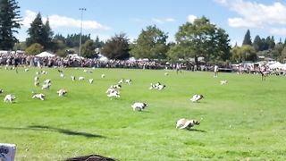 The Jack Russell Race in New Zealand
