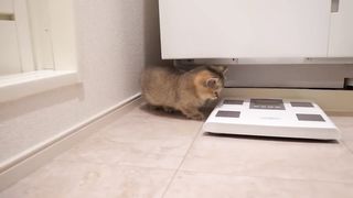 Cute cats