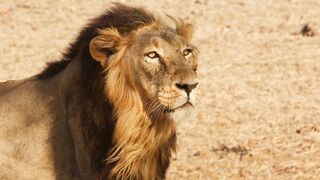 5 Fascinating Facts About Lions: A Look at Their Lives and Habits