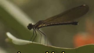The Divine Miracle of Flies_ A Scientifi