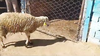 خروف يريد الهروب.جميع السلالات متواجدة. الصردي.