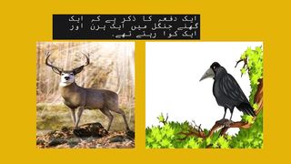 A deer & Crow