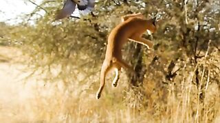 Cat catches bird