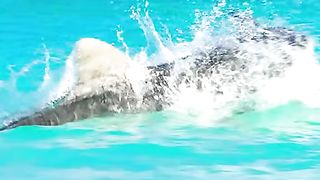 Fierce sharks are hunting for prey