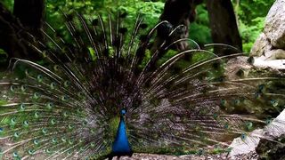 Peacock , Peafowl