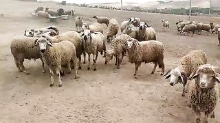 خرفان موجهة لعيد الأضحى. تاكل الربيع.خرفان تاكل وموجهة لعيد الأضحى.