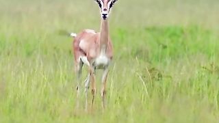 Cheetahs race with deer