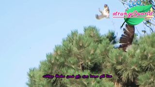 قتالات شرسة من الحيوانات