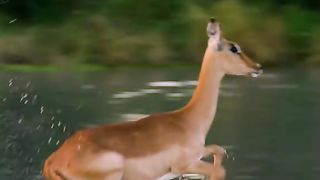 The poor deer escaped from wild dogs, into a river full of crocodiles