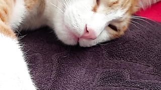 little cat