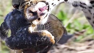 The cheetah was frightened by being chased by a lion