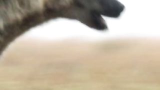 Heyna catches a buffalo calf
