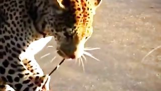 The cheetah challenges the porcupine