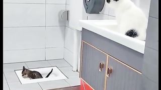 Cats Play in the Toilet
