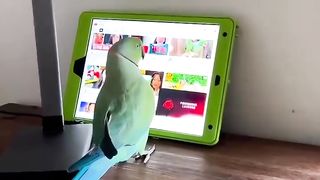 An Indian parrot has learned to use a tablet to watch YouTube.