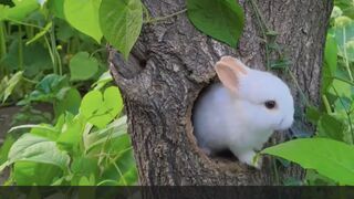 RABBITS IN THEIR NATURAL HABITAT