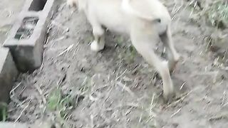 Puppy