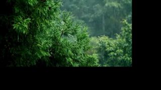 What is the fastest creature on Earth 4K