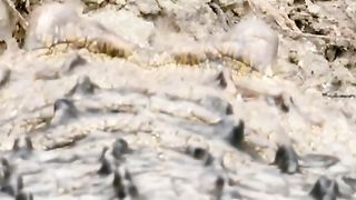 #amazinganimal #wildlifeoftiktok #animalslifestyle #fyp