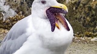It's just a seagull trying to eat a starfish.