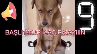 KORKAK KÖPEKLER 4 Komik Videolar - Funny and Fun Dog Jokes
