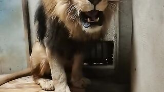 Lion In Danger