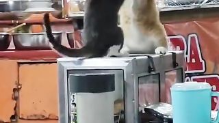 fighting cat