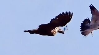 Attack on Eagle