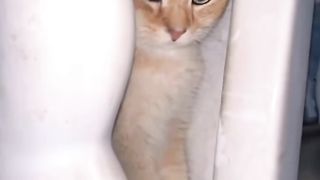 Cat invites you to play hide and seek