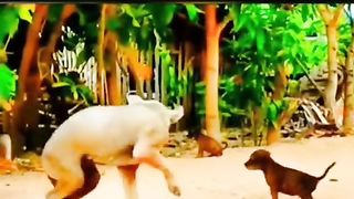 Dog Fight