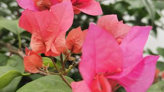 Beautiful Flower...love it!!!!