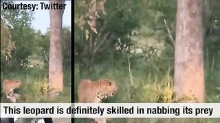 Leopard shows off kill