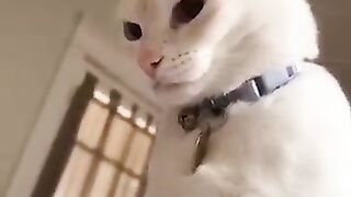 Animaux_drole_2024????_Chats_et_les_chiens_-_Video_drole_#94_#shorts_#cats_#dogs(360p).