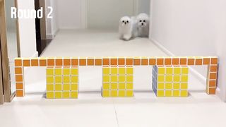 Funny little dogs 9 They have different logical thinking in overcoming obstacles