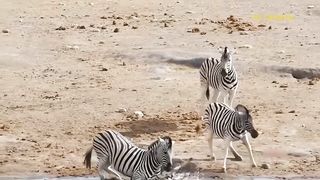 Lions Suddenly Attack Mating Zebra And The Savage Counterattack Of The Couple.