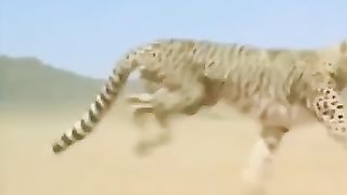 Cheetah full speed