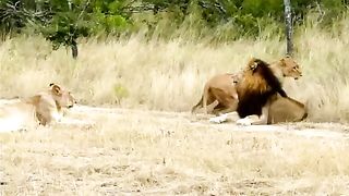 Loins funny videos