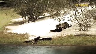 13.Mother's Pain! Painful Lion Watch Her Cub Being Brutally Destroyed By Eagle But Couldn't Do Anything.