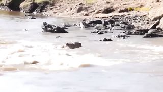 Can She Survive Lion Loses A Leg When Clashing With Ferocious Crocodile Monster To Protect Prey.