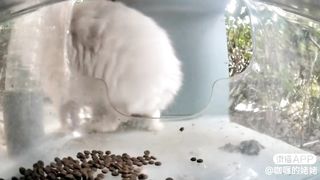 Mr. Marshmallow: The Fluffiest Round Candy Cat | Part-2